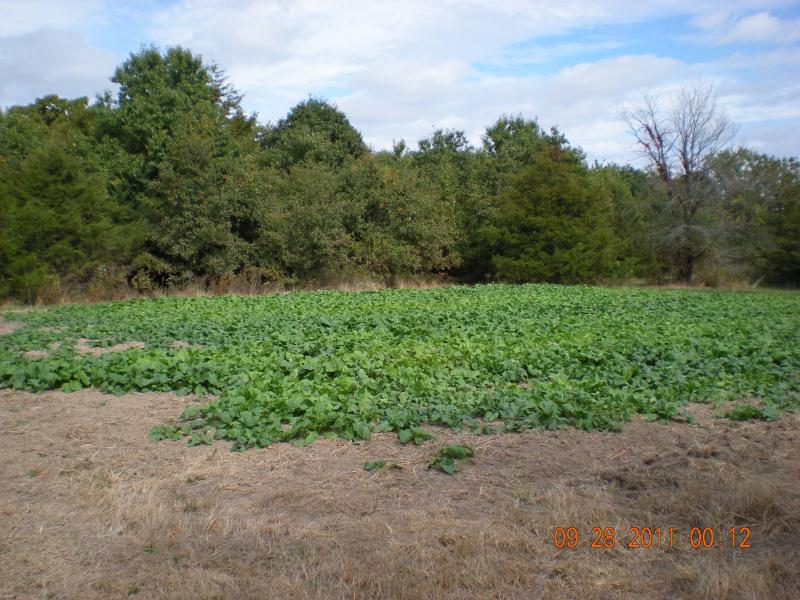 Turnip Patch