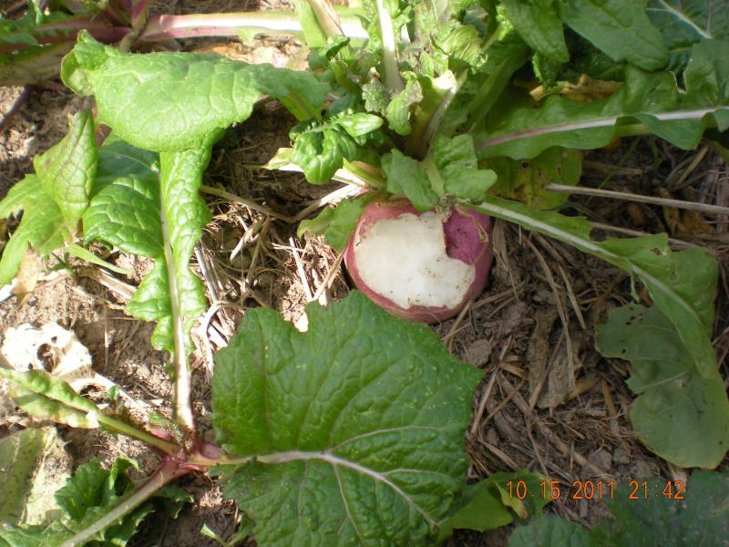 Turnip