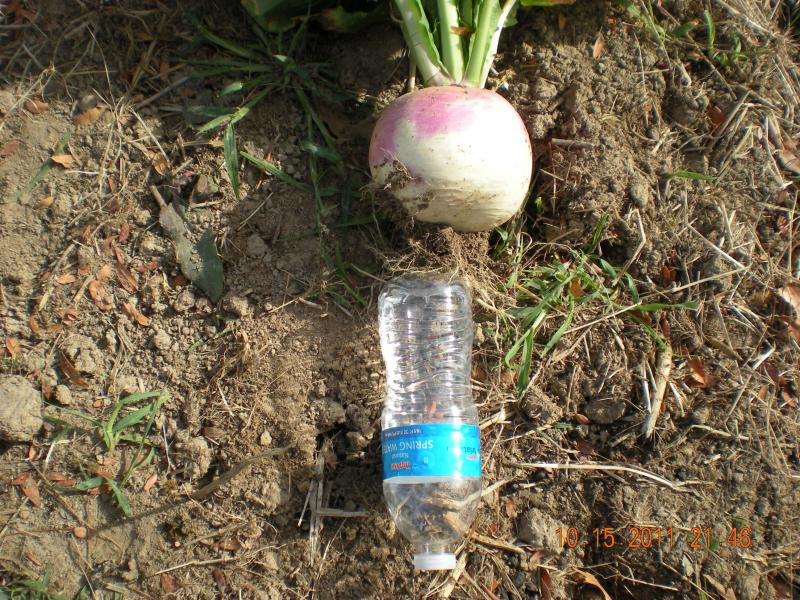 Turnip