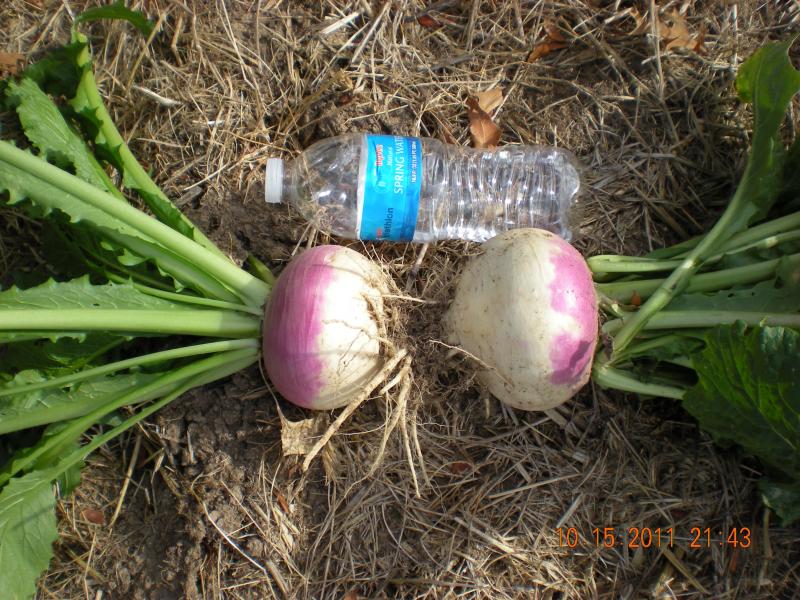 Turnips
