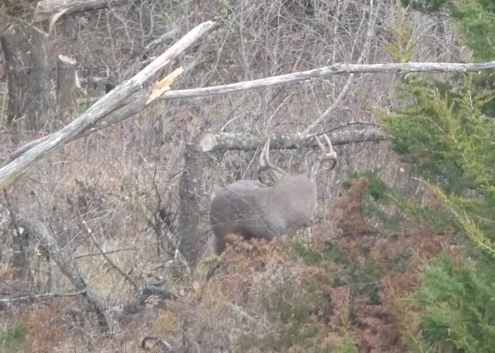 Twin Cedars Hooks Nov2 2