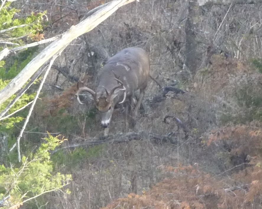 Twin Cedars Hooks Nov2 3