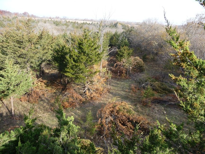 Twin Cedars Nov2 2