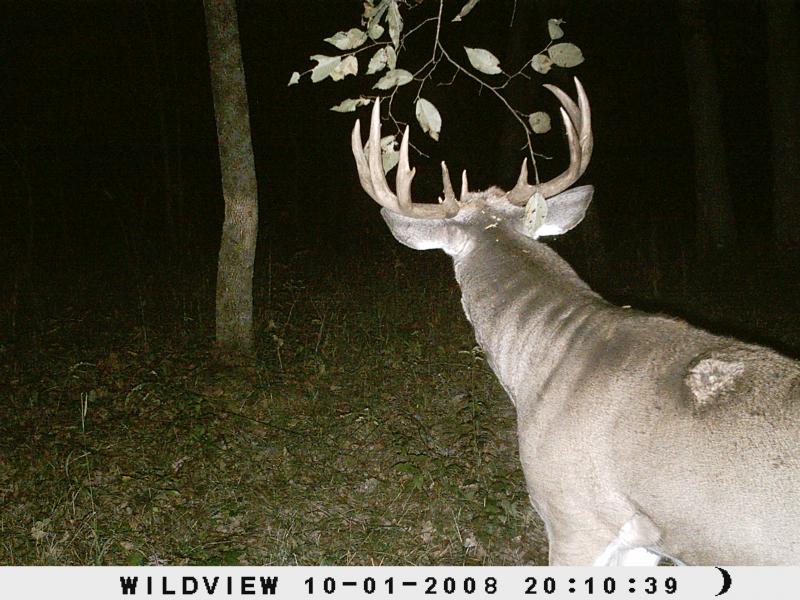 Unicorn Buck