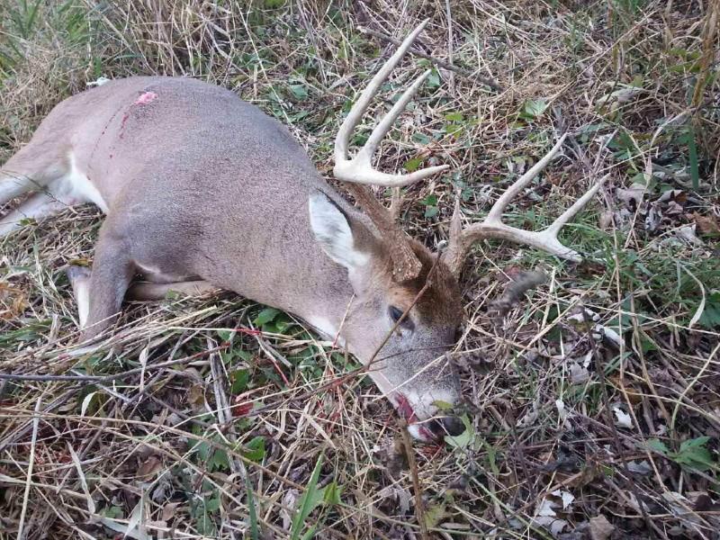 Veterans Day buck