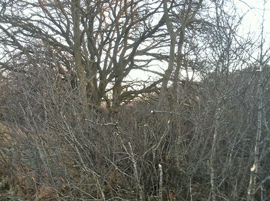 View From Shot