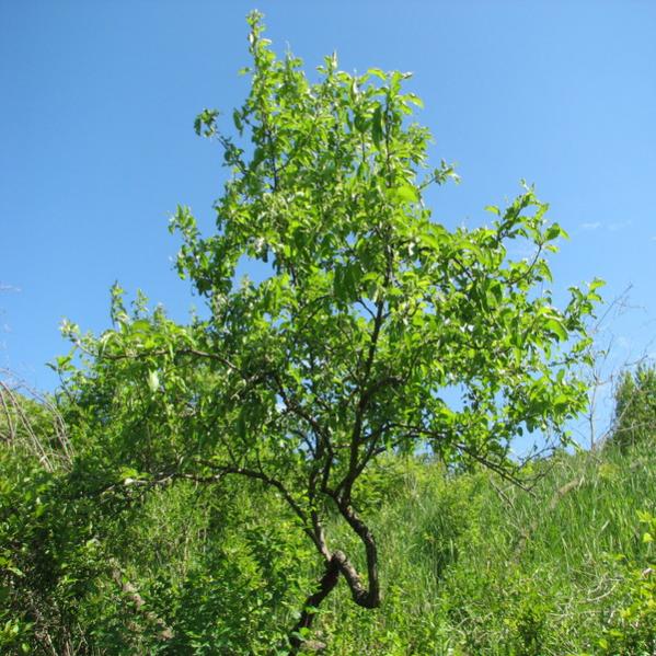 volunteer apple tree