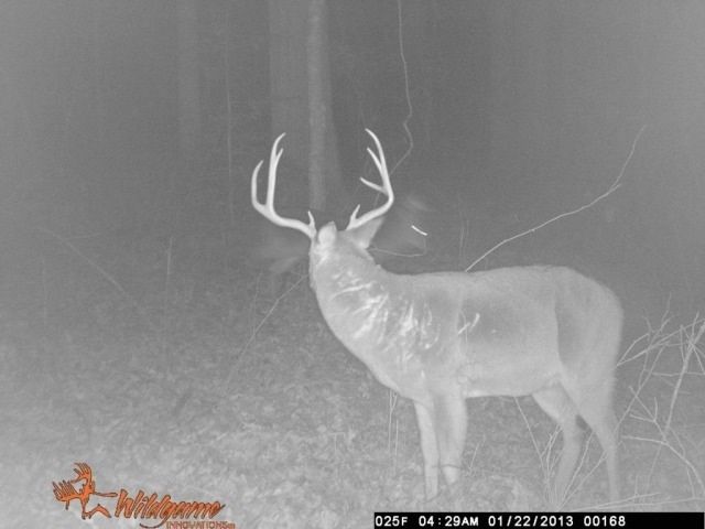 "Warrior Buck"