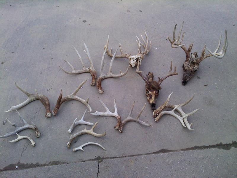 Weeks worth of Shed Hunting