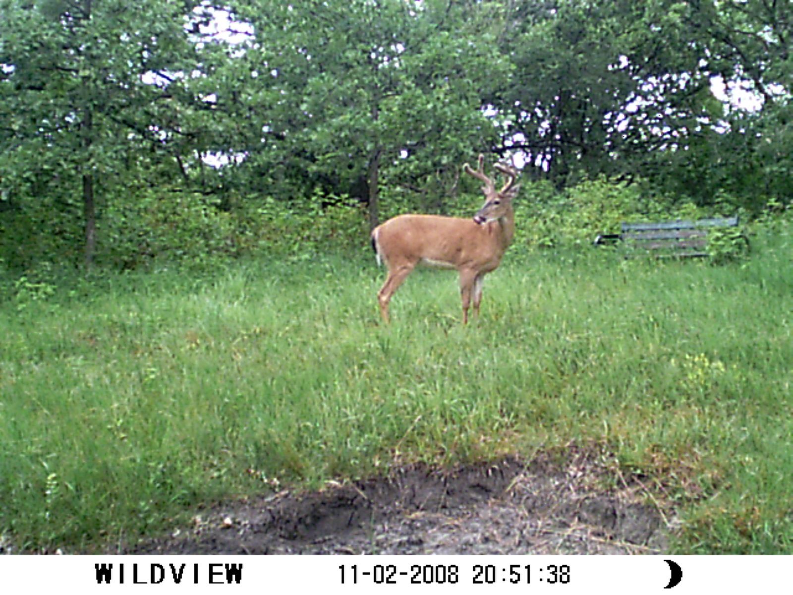 What Do You Think About This Buck