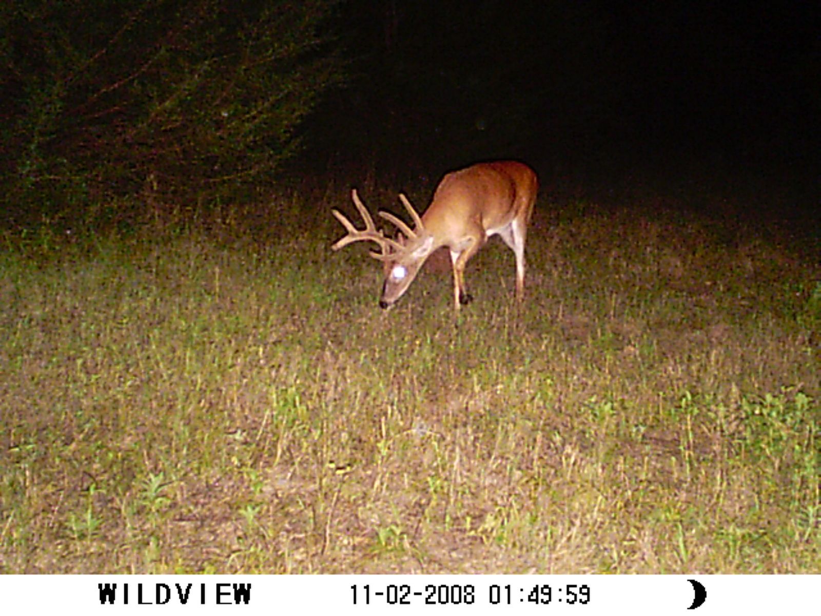 What Do You Think About This Buck?