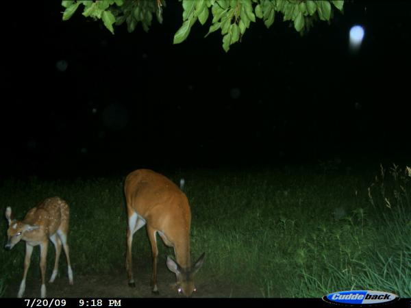 White buck fawn before turning white.