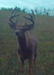 white place buck