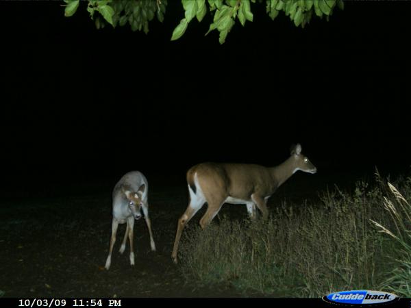 whiteish fawn