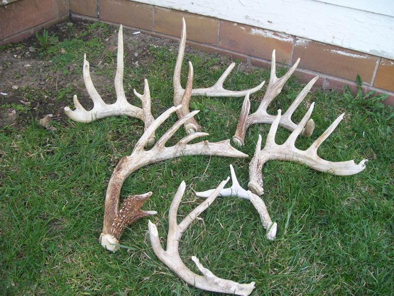 whitetail 005