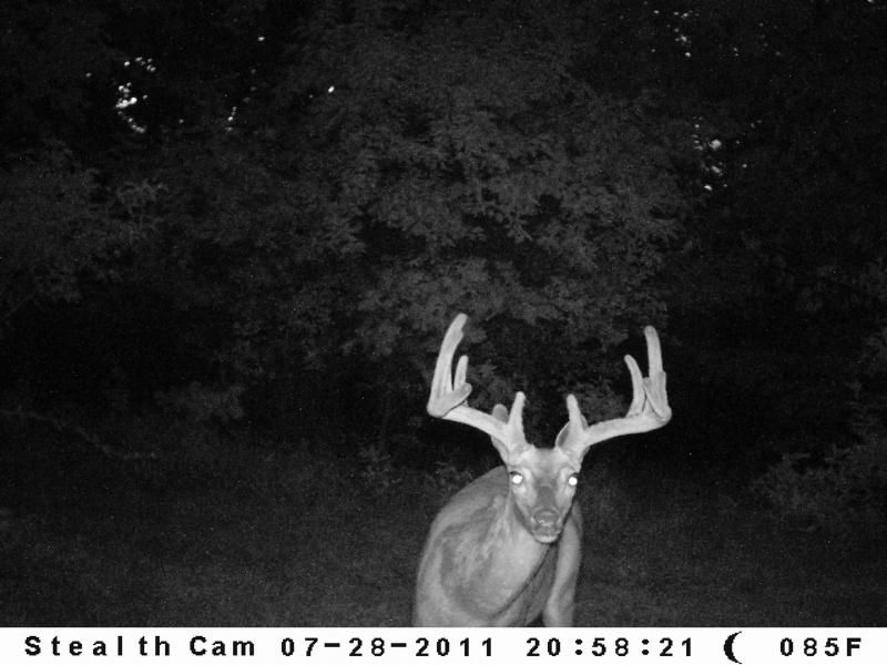 Wide 10 
4 1/2 Year Old