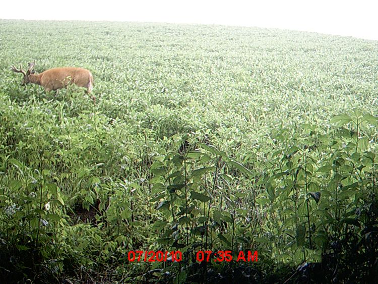 Wide Buck 1 (2)