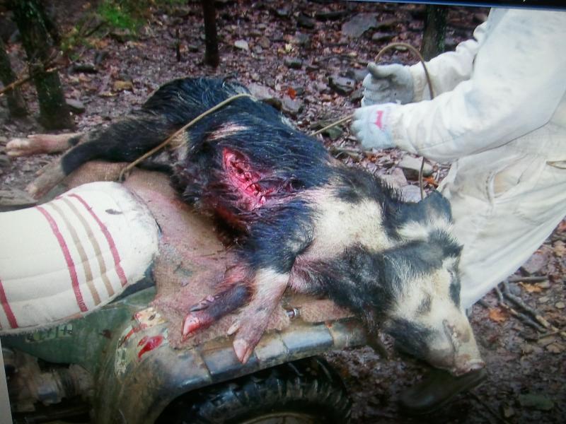 Wild Hog vs Schwacker