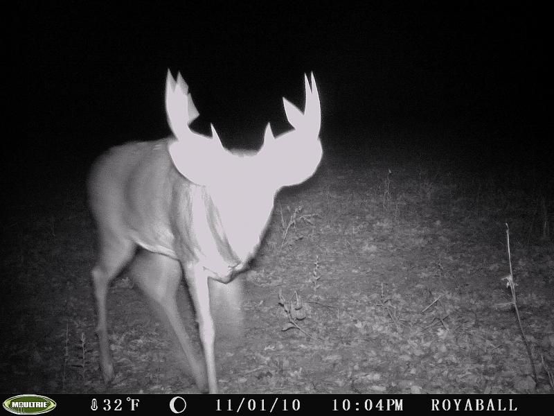 Younger buck I think.