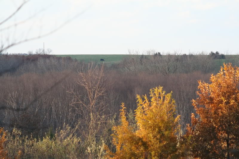 Fallscene.jpg