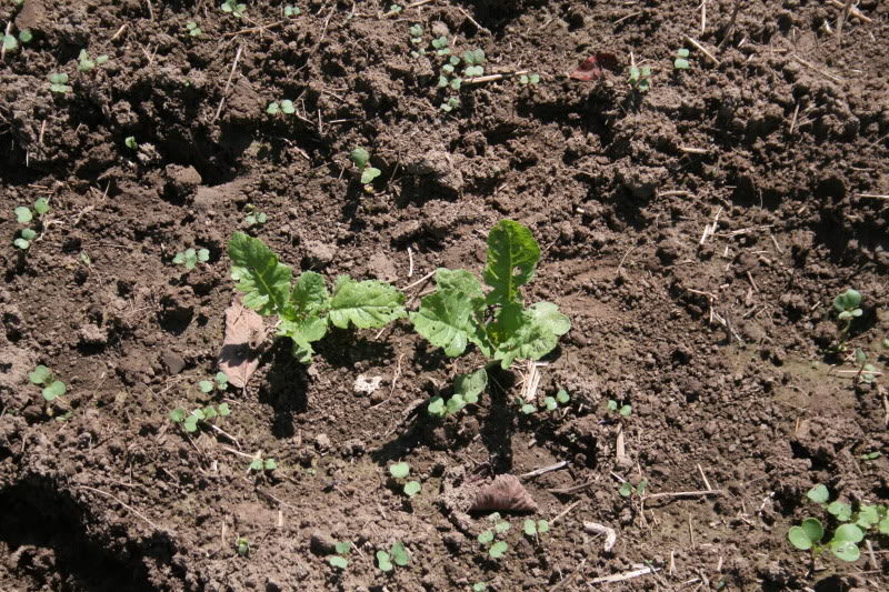 Brassica5-3.jpg