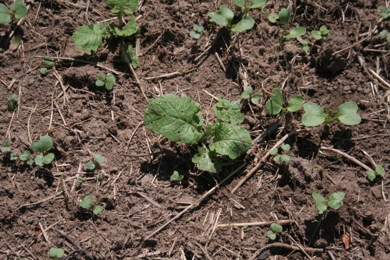 Brassica6-2.jpg