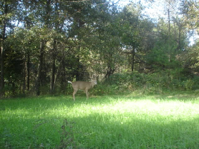 Deer4.jpg