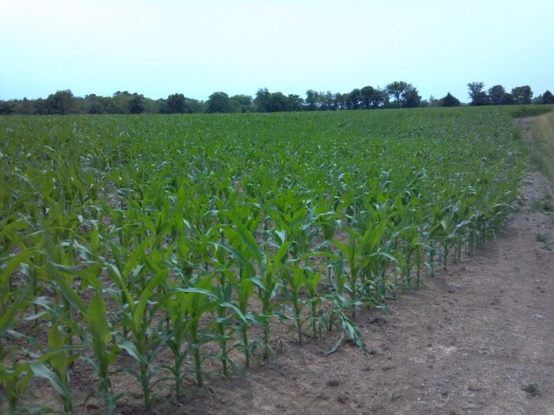 corn2-1.jpg