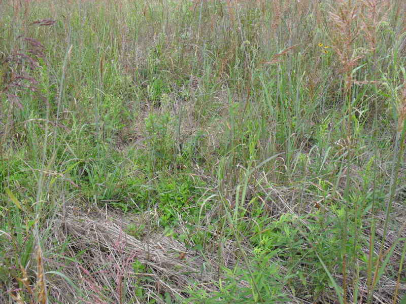 Indiangrassstraw.jpg