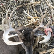 SD Buck